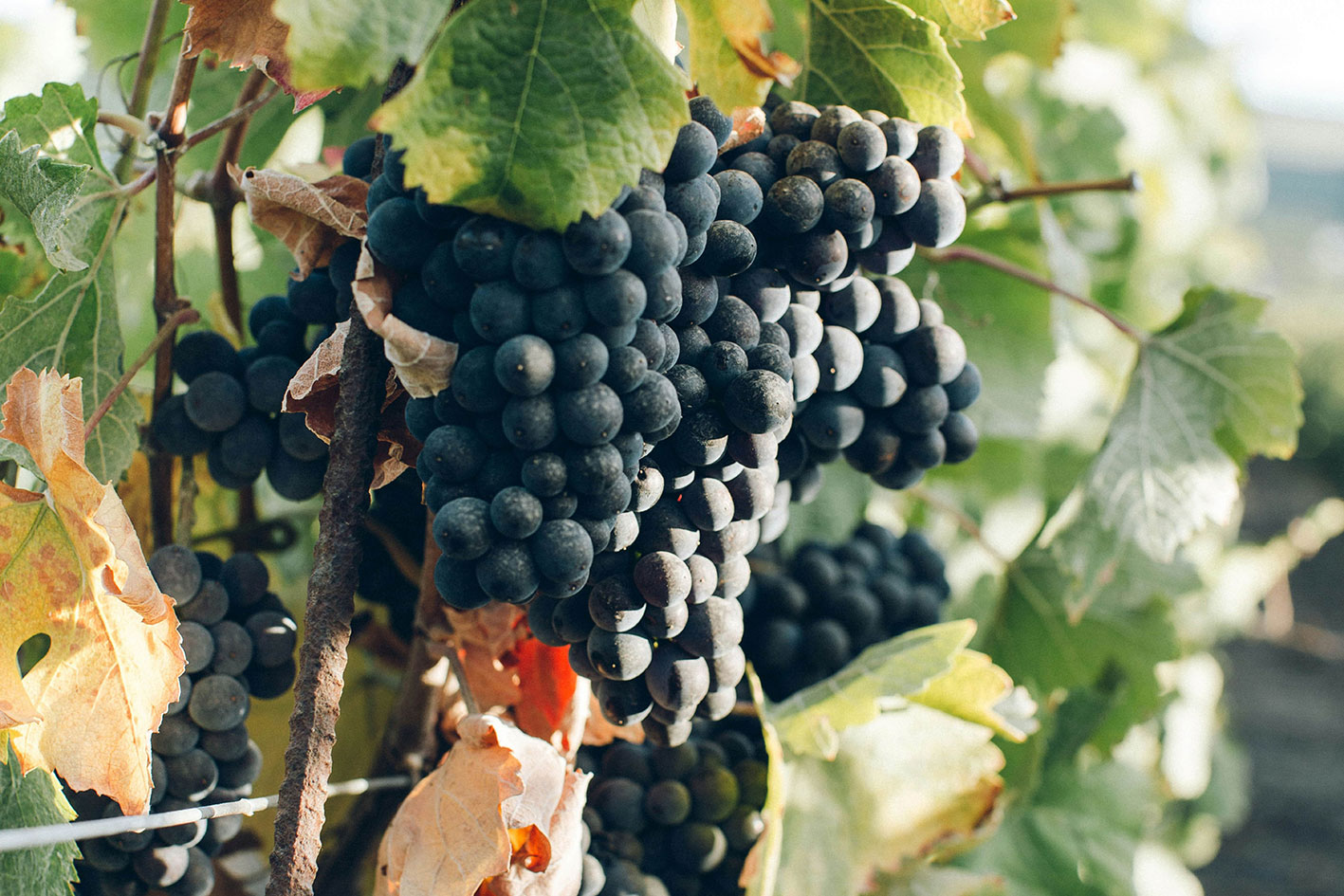Kärntens höchstgelegener Weinberg